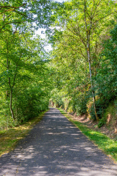 istock Empty hiking path among abundant green leafy trees and wild vegetation 1595861189