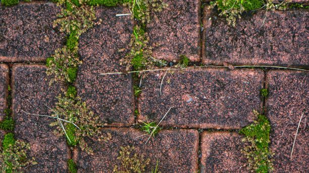 istock paving block texture with weeds in the cracks in the background 1595862233