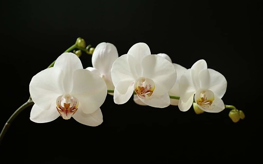 a group of white flowers with a dark background.
