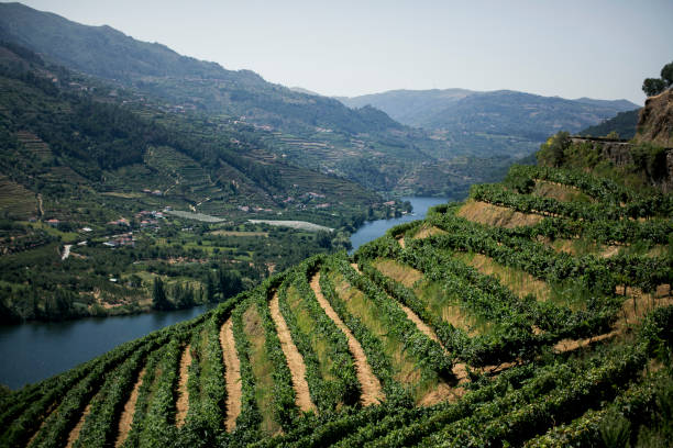 istock Vineyards in the Douro River Valley, Portugal. 1595879914