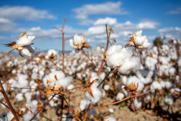 istock Cotton field (Turkey / Izmir). Agriculture concept photo. 1595888485