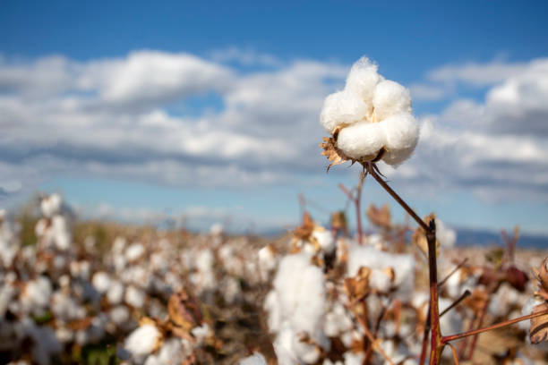 istock Cotton field (Turkey / Izmir). Agriculture concept photo. 1595889009