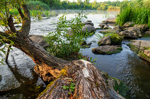 Fallen tree trunk in the water. Picturesque summer scene on the Ros river, Ukraine. Selective focus on tree