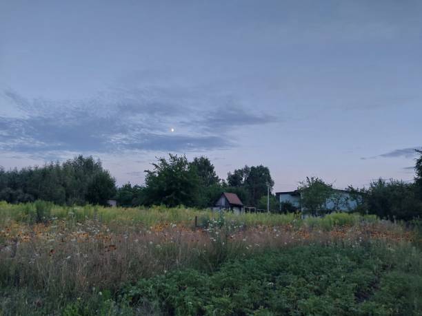 istock Summer forest in the village with sky 1595906623