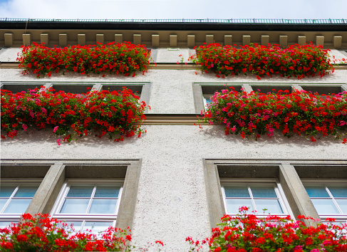 Red flowers in windows