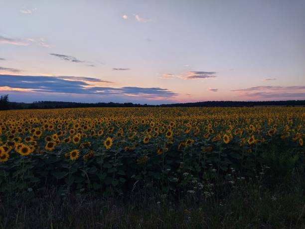 istock Sunflower field in the village 1595913340