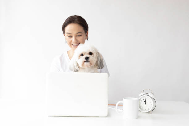 Homeoffice with Shih Tzu dog
