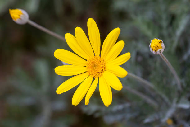 istock Yellow daisy bush, Scientific name; Euryops pectinatus 1595925057