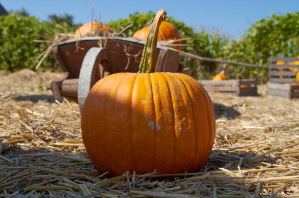 istock Pumpkin on a pumpkins patch field farm. 1595929797