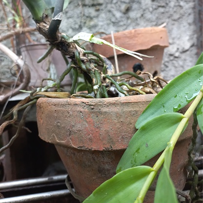 Orchid plant with green leaves , brown and grey roots in terracotta pot and tree fern orchid board