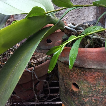 Orchid plant with green leaves , brown and grey roots in terracotta pot and tree fern orchid board