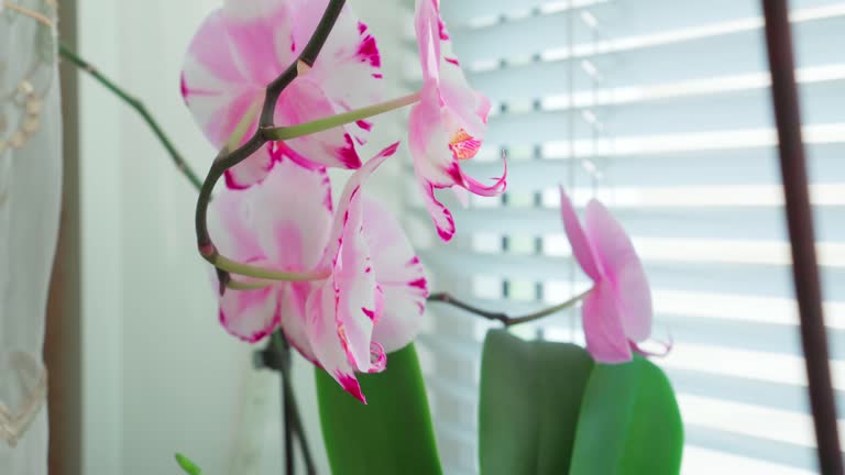 Orchid flowers growing on the windowsill in the house on a sunny day.