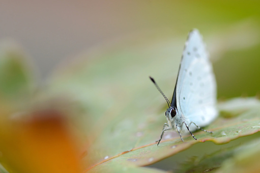 Southern White Admiral butterflies (Limenitis reducta) viewed on top