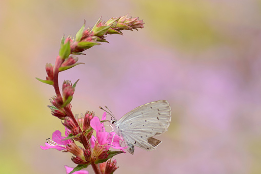 Single holly blue ( Celastrina argiolus) butterfly in side view on top of a Loosestrife plant stem.