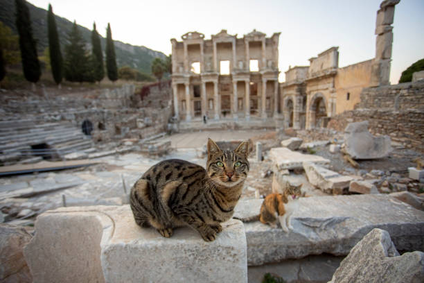 istock Ephesus Ancient City and Ephesus cat 1595963569