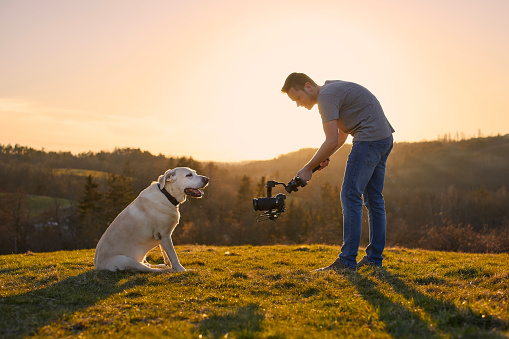 Cute dog (labrador retriever) posing for filming on meadow at sunset. Videographer holding gimbal with camera.