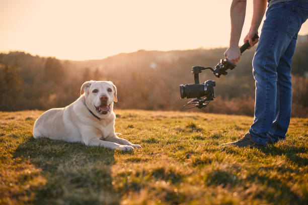 istock Cute dog posing for filming on meadow 1595964140
