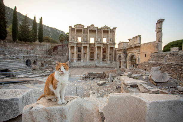 istock Ephesus Ancient City and Ephesus cat 1595966245