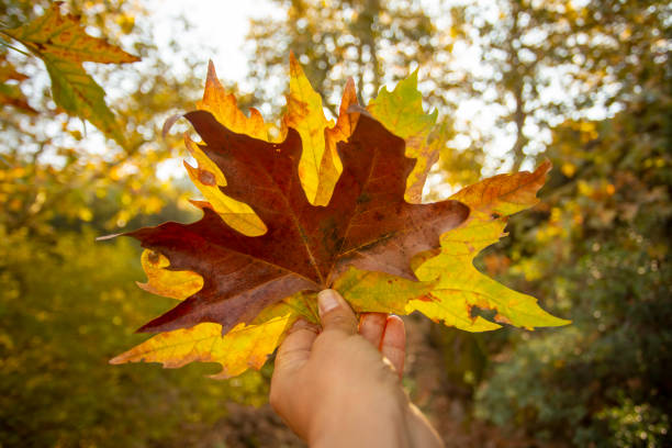 istock Autumn leaves in the forest. 1595968908