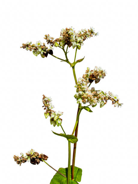 istock Blossoming buckwheat branch isolated on white background 1595972620