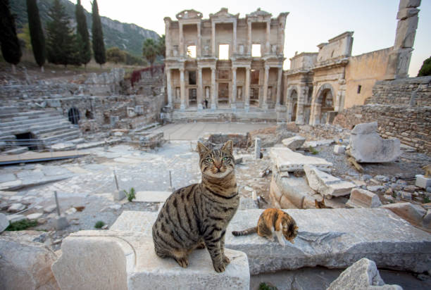 istock Ephesus Ancient City and Ephesus cat 1595977058