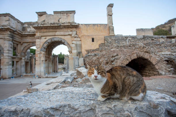 istock Ephesus Ancient City and Ephesus cat 1595977861