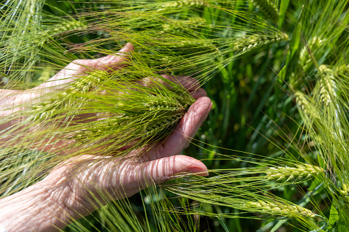 Many ears of green barley in the hands of a Ukrainian peasant woman