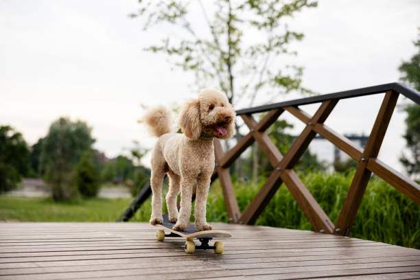 istock Red poodle standing on skateboard at park 1595985615