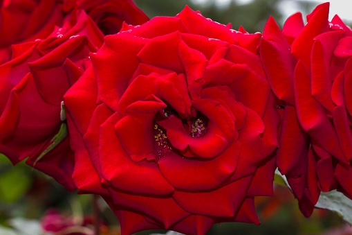 A single vibrant red rose bloom with a long stem in a light-filled setting