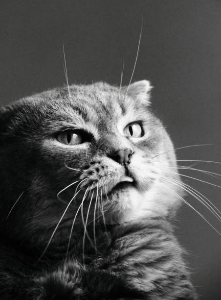 istock Domestic cat with a startled expression, looking directly at the camera with its large eyes 1595986674