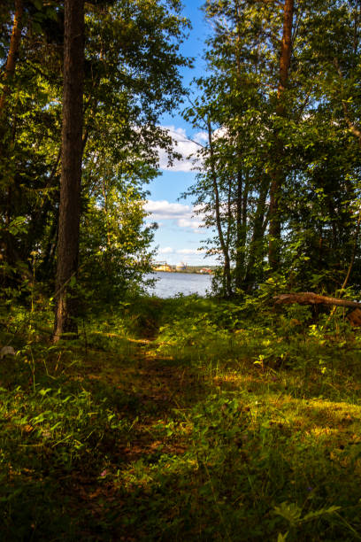 istock Clearing in the forest with blue skies 1595994633