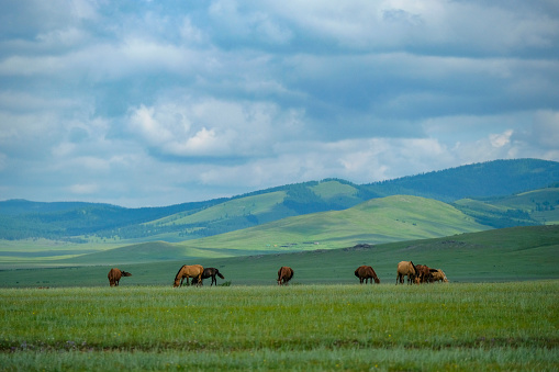 A herd of horses in the Mongolian steppe.