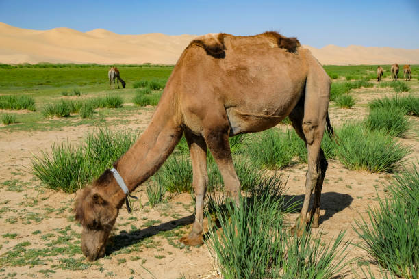 Gobi Desert in Mongolia Camels in the Khongor Sand Dunes in the Gobi Desert in Mongolia. camel eating grass nearby desert stock pictures, royalty-free photos & images