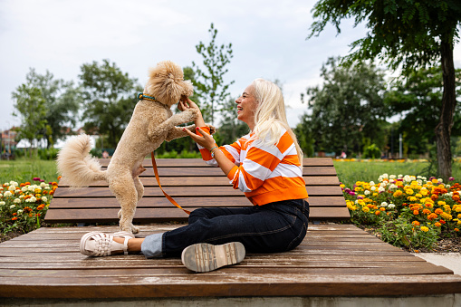 Mature adult woman in a public park playing with her cute poodle dog.