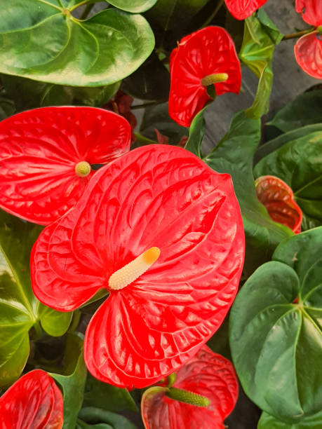 istock Red flamingo flowers (Anthurium andraeanum) 1596021509
