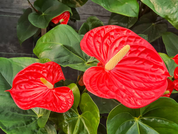 istock Red flamingo flowers (Anthurium andraeanum) 1596022040