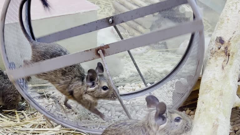 A gray mouse runs in a running wheel in a cage, slow motion.