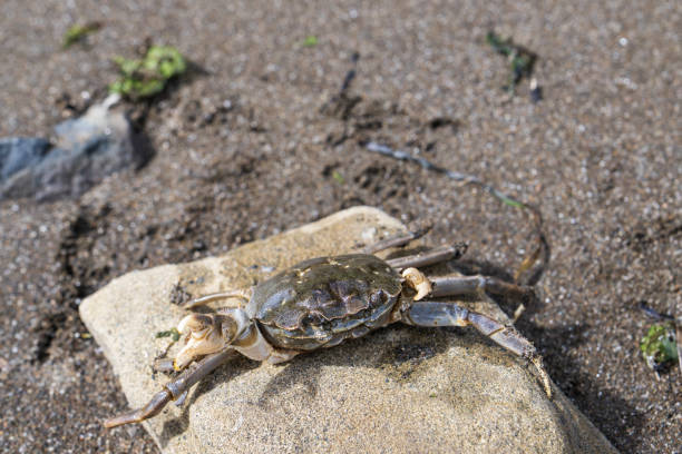 istock Crab on a rock by the sea, 1596053843