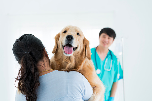Health care and Pet concept. Veterinarians and dog owners are checking the golden retriever's dog health. Veterinarian examining a golden retriever.