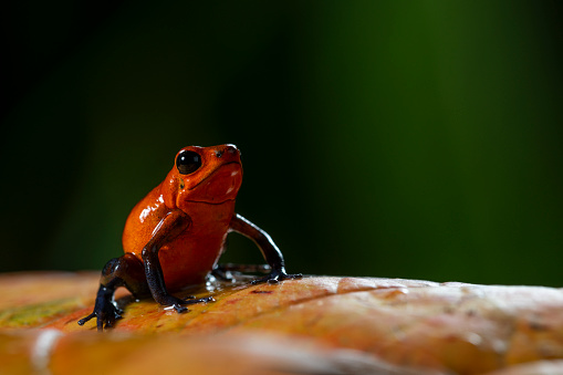 Strawberry Poison-dart Frog (Oophaga pumilio) from the tropical rain forest of Costa Rica, Central America _ stock photo