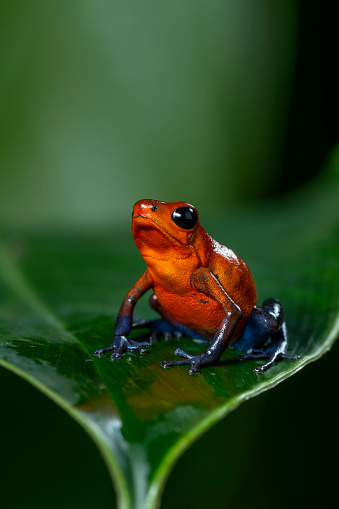 Strawberry Poison-dart Frog (Oophaga pumilio) from the tropical rain forest of Costa Rica, Central America _ stock photo