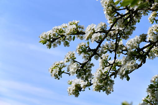Ein alter Birnbaum im Mai der bei sonnigen Wetter seine Blüten öffnet