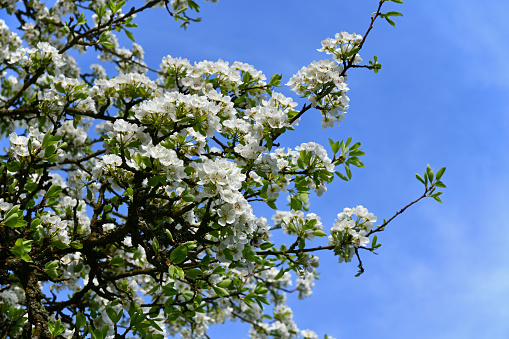 Ein alter Birnbaum im Mai der bei sonnigen Wetter seine Blüten öffnet