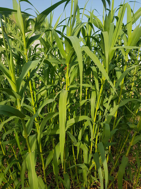 istock Arundo donax are small and fertile 1596086875