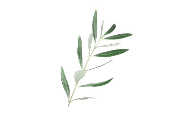 istock Twigs with fresh green olive leaves on white background, top view 1596091032