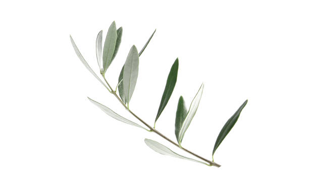 istock Twigs with fresh green olive leaves on white background, top view 1596091035