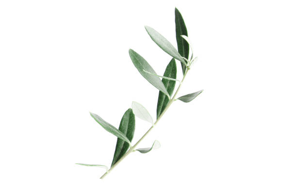 istock Twigs with fresh green olive leaves on white background, top view 1596091037