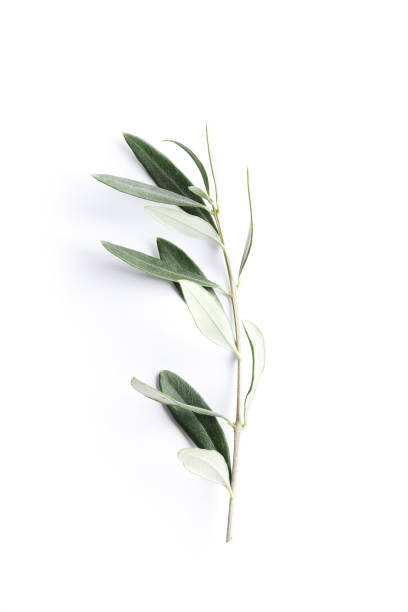 istock Twigs with fresh green olive leaves on white background, top view 1596091162