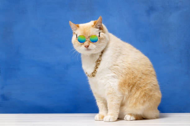 istock Fat cat in multi-colored glasses and a gold chain around his neck, blue background 1596091601