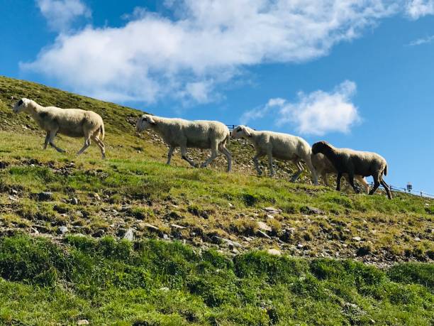 istock Grazing sheep in the mountains 1596103484